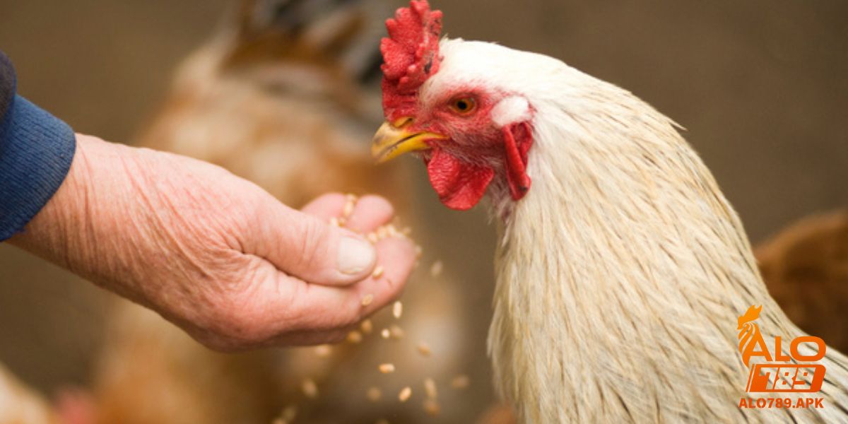 Chế độ ăn hợp lý giúp gà đá tăng cường năng lượng & sức chiến