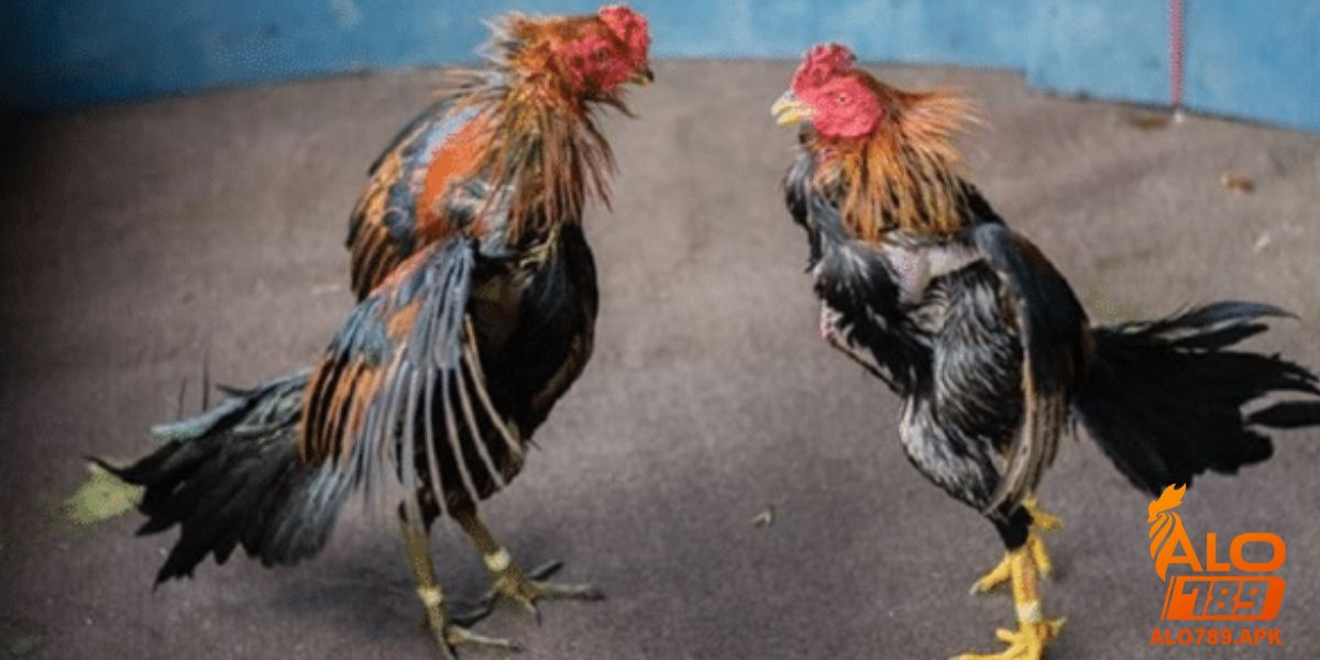 Luật chơi đá gà bạn cần biết