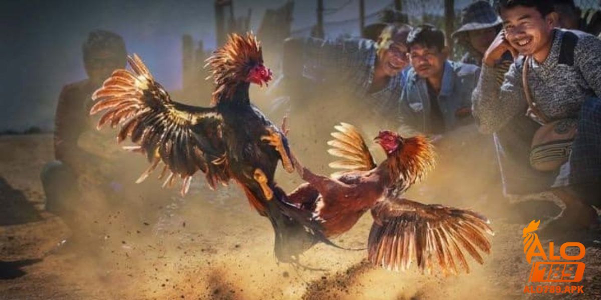 Nguyên nhân tại sao đá gà trên mạng luôn thua là gì?