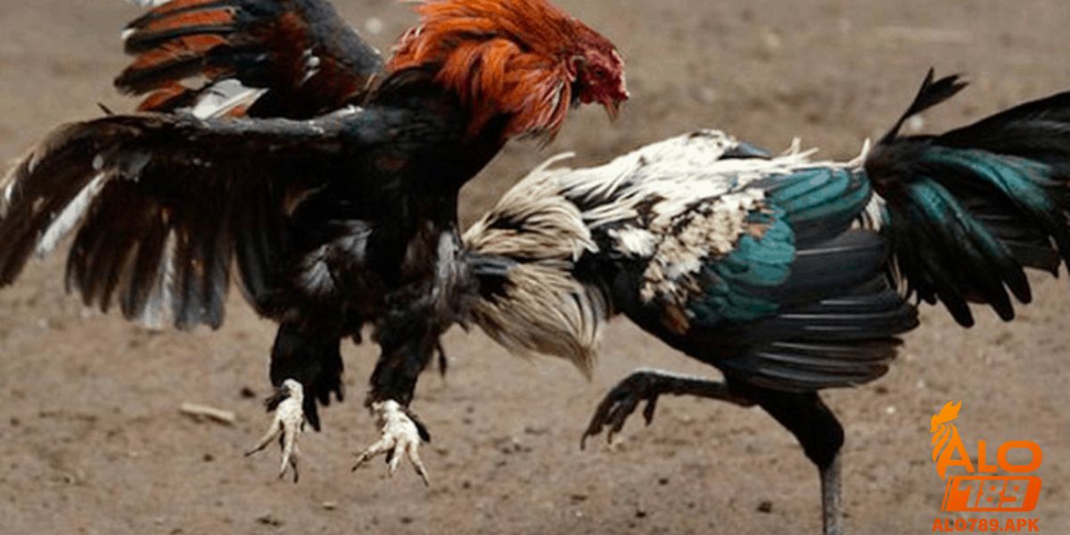 Quy trình tổ chức trận đấu chuẩn mực