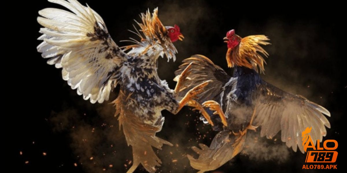 Tại sao đá gà trên mạng luôn thua? Những điều cần tránh là gì?