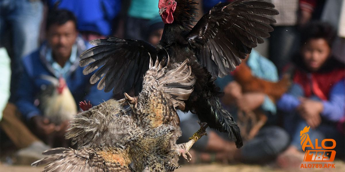 Tại sao ngâm chân gà chọi lại quan trọng?