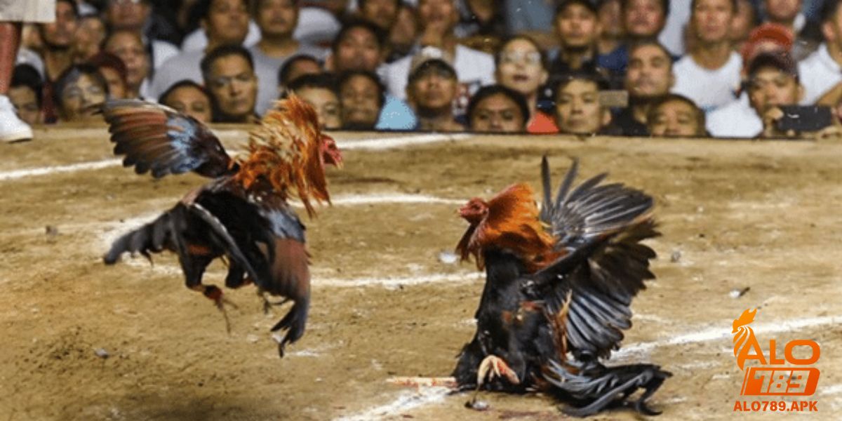 Ưu điểm của trường gà bạn cần biết